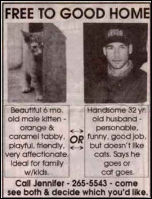 cat_ad.jpg