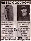 cat_ad.jpg
